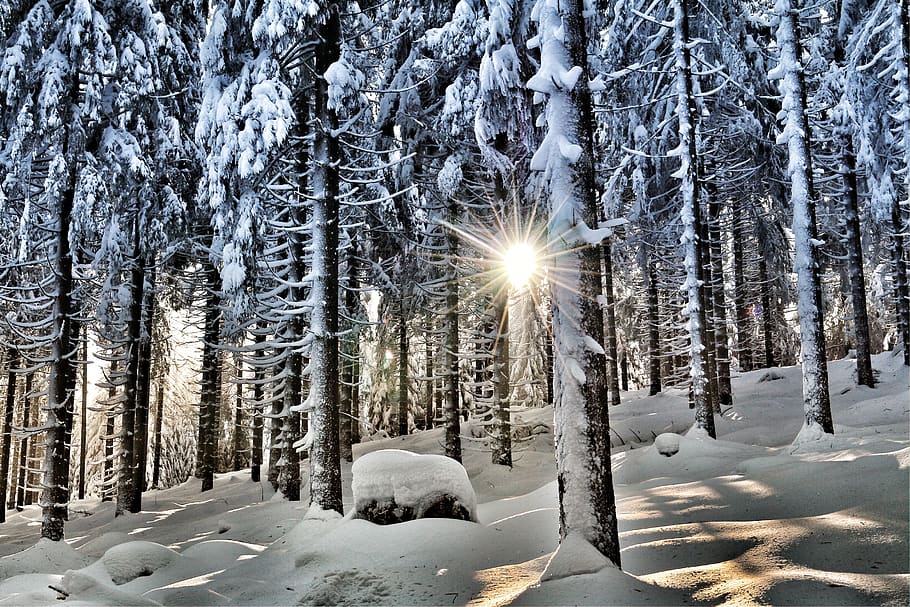 winter, winter forest, snow, wintry, nature, winter dream, snowy, HD wallpaper