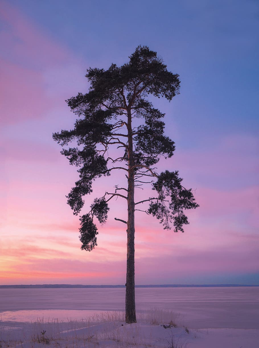 tree, lake, water, landscape, nature, sunset, evening, ice HD wallpaper