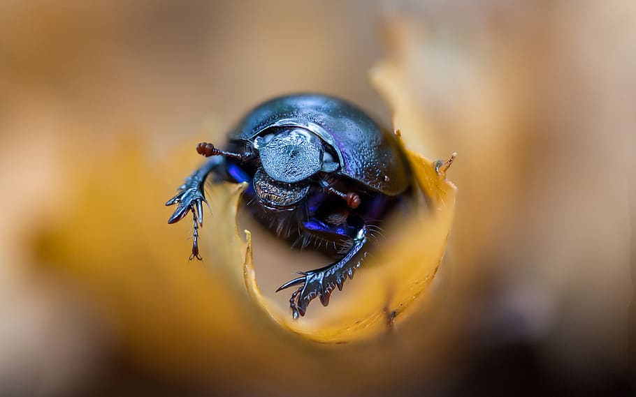 close up photography of blue beetle, insect, invertebrate, dung beetle