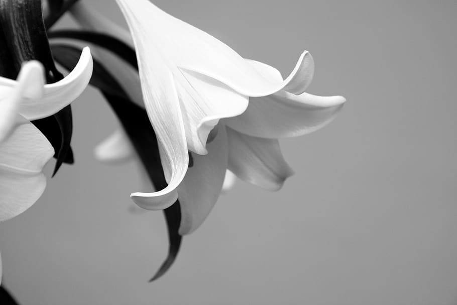 flower, black and white, petal, flowering plant, beauty in nature HD wallpaper