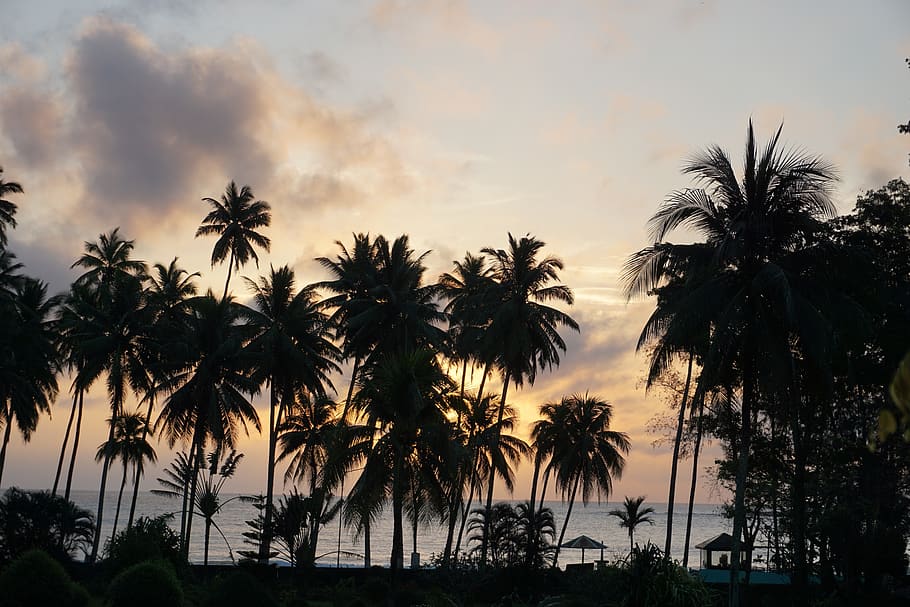 palm tree, tropical climate, plant, sky, sunset, silhouette HD wallpaper
