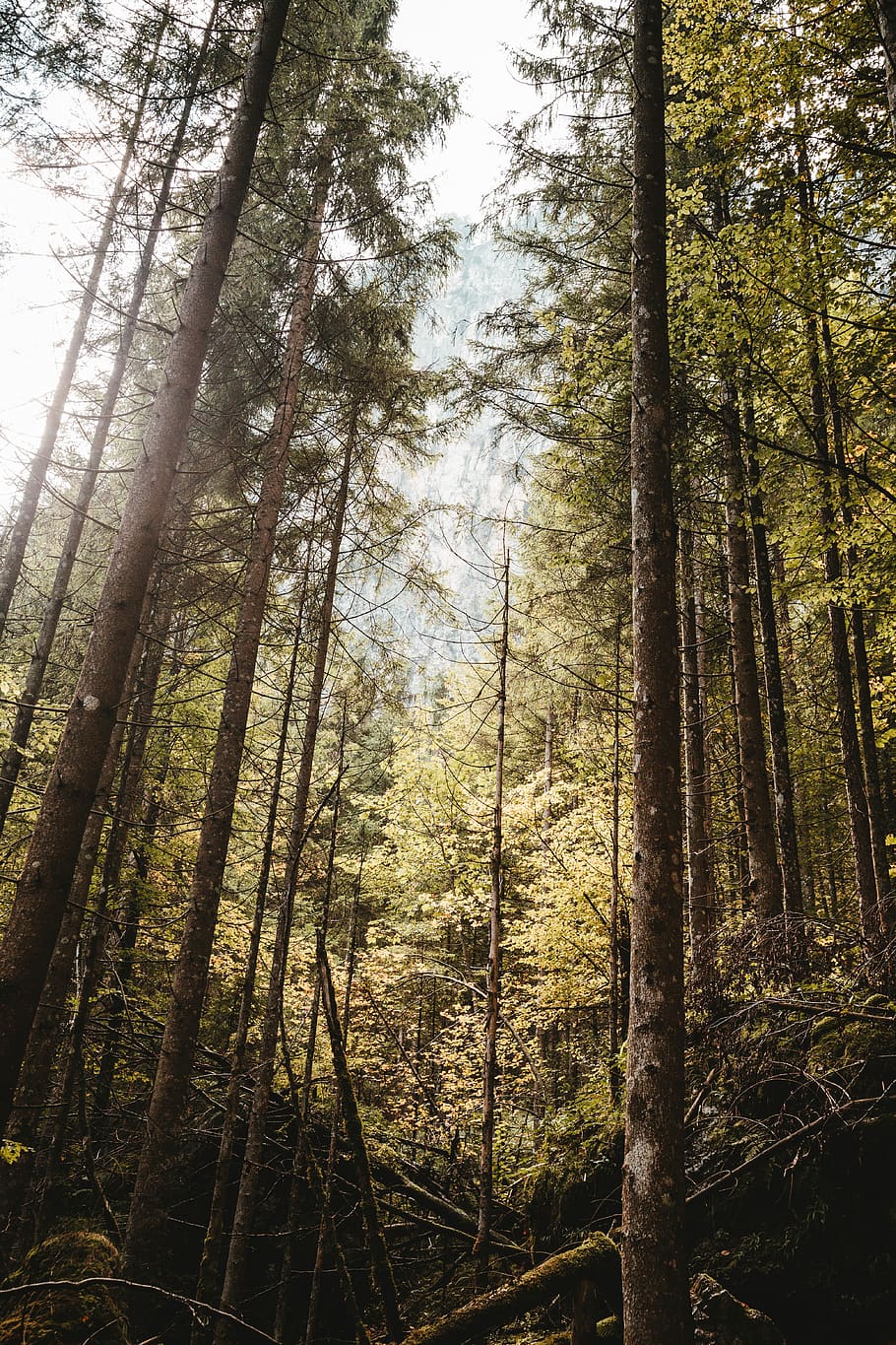 Bottom View Photo of Forest, background, conifer, daylight, environment HD wallpaper