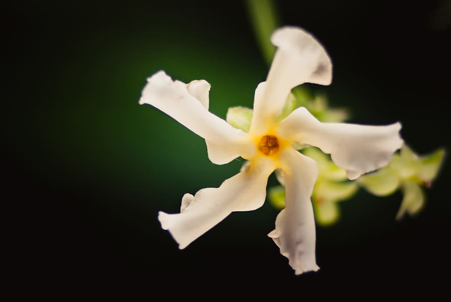 flower, closeup, jasmine, white, green, flowering plant, vulnerability HD wallpaper