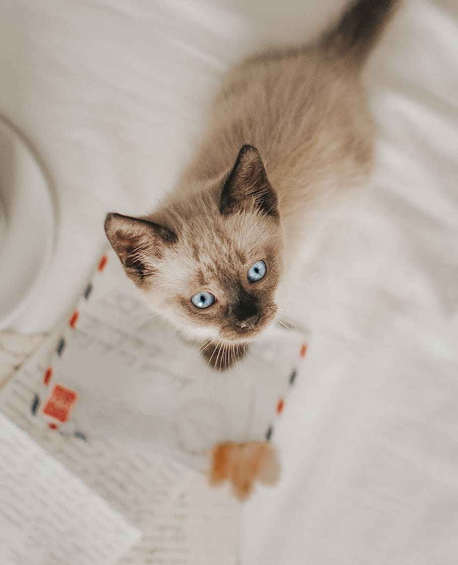 Siamese cat standing on white paper, pets, mammal, domestic, one animal HD wallpaper