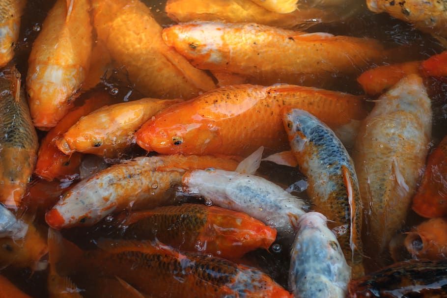 china, shanghai, animal, group of animals, animal themes, fish HD wallpaper