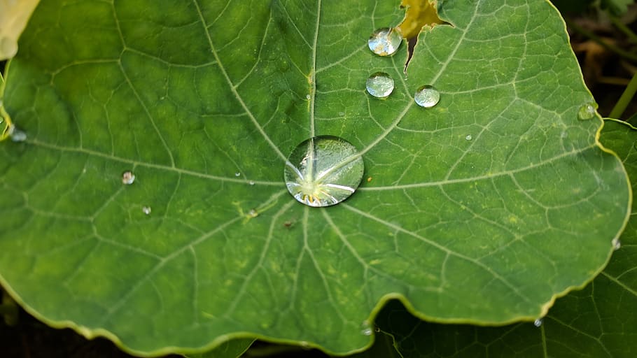 netherlands, arnhem, leaf, waterdrop, nature, plant part, green color HD wallpaper