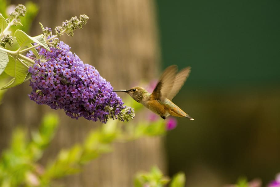nature, flower, flora, leaf, garden, outdoors, humming bird HD wallpaper