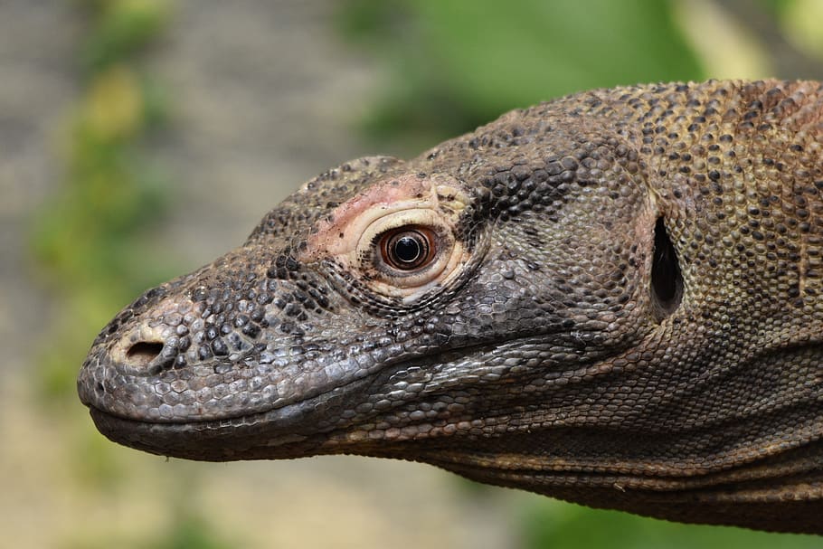 komodo, dragon, reptile, lizard, indonesia, wildlife, dangerous HD wallpaper