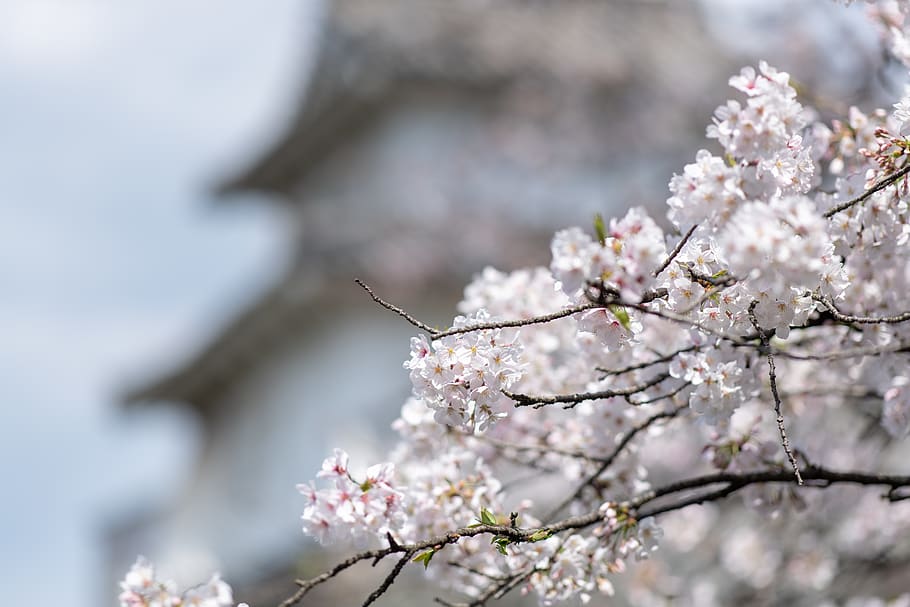 pink cherry blossom, flowering plant, tree, freshness, fragility HD wallpaper