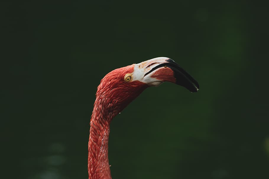 pink flamingo, one animal, animal themes, vertebrate, bird, animal wildlife HD wallpaper