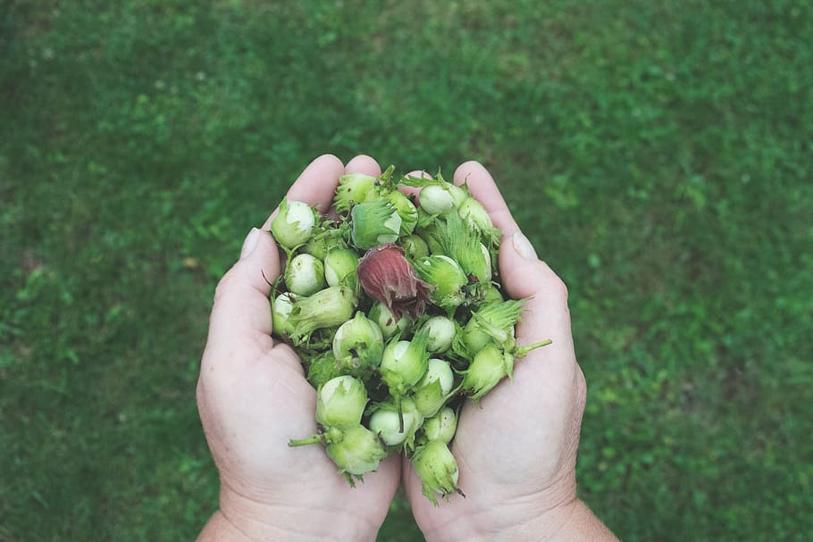 hands, hazelnuts, grass, human hand, human body part, holding HD wallpaper