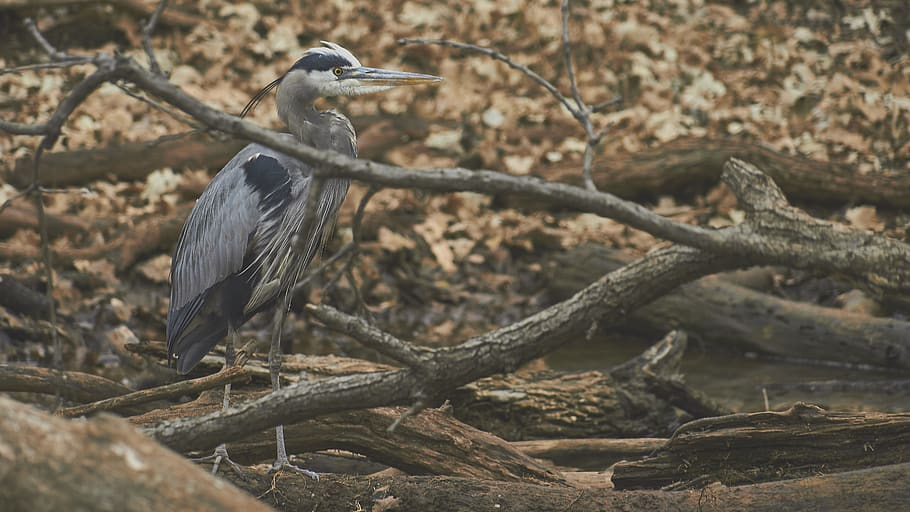 gray bird on brown logs, wood, tree, winter, leafe, fall, nature HD wallpaper