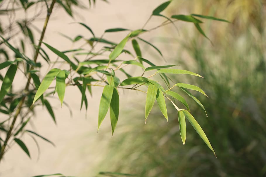 Green Leafed Plant, grass, growth, macro, green color, focus on foreground HD wallpaper