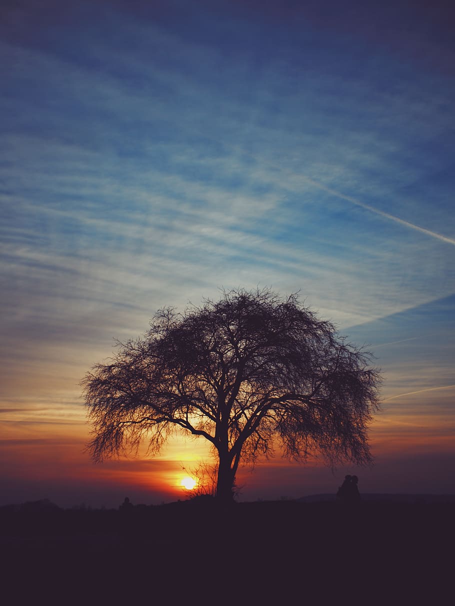 tree, sky, sunset, view, silhouette, plant, beauty in nature HD wallpaper
