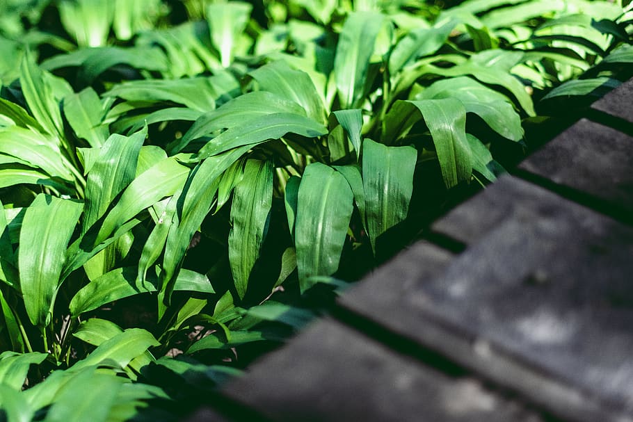 green-leafed plant, jar, pottery, vase, potted plant, vegetation HD wallpaper