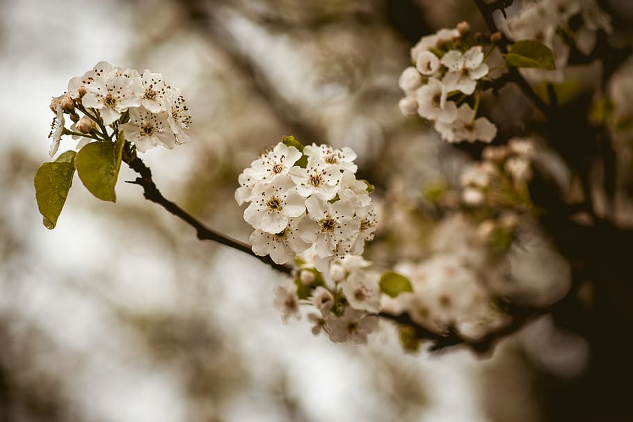 Picture Of Cherry Blossoms, bloom, branch, flora, flowers, macro HD wallpaper