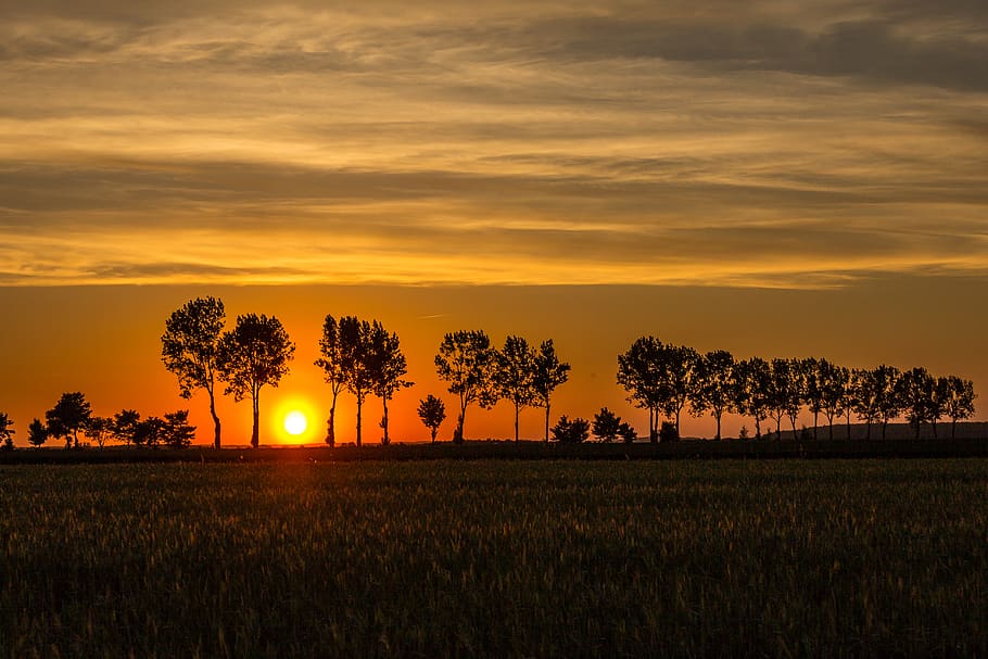 poland, trees, sunset, orange, sky, plant, field, landscape HD wallpaper