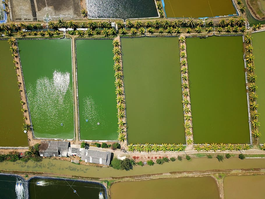 Fish Pond Illustration, architecture, drone view, empty, fishing HD wallpaper