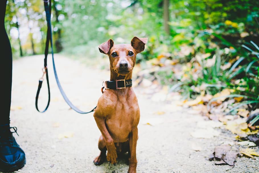 dog with leash, one animal, canine, domestic, domestic animals HD wallpaper