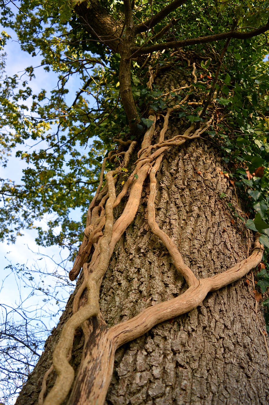tree, log, nature, root, structure, plant, tree trunk, low angle view HD wallpaper