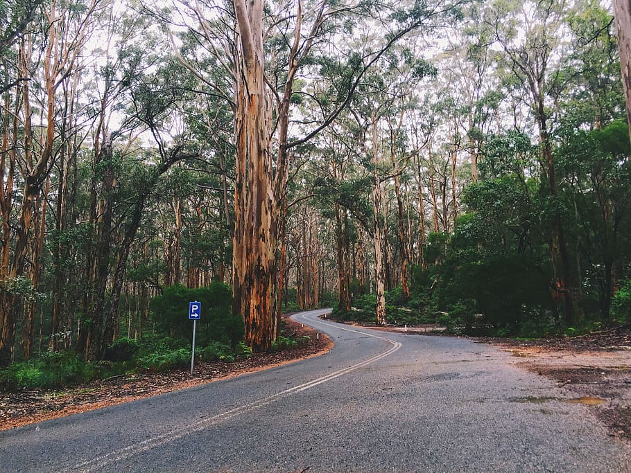 australia, witchcliffe, trees, road, bush, rain, cloudy, parking HD wallpaper