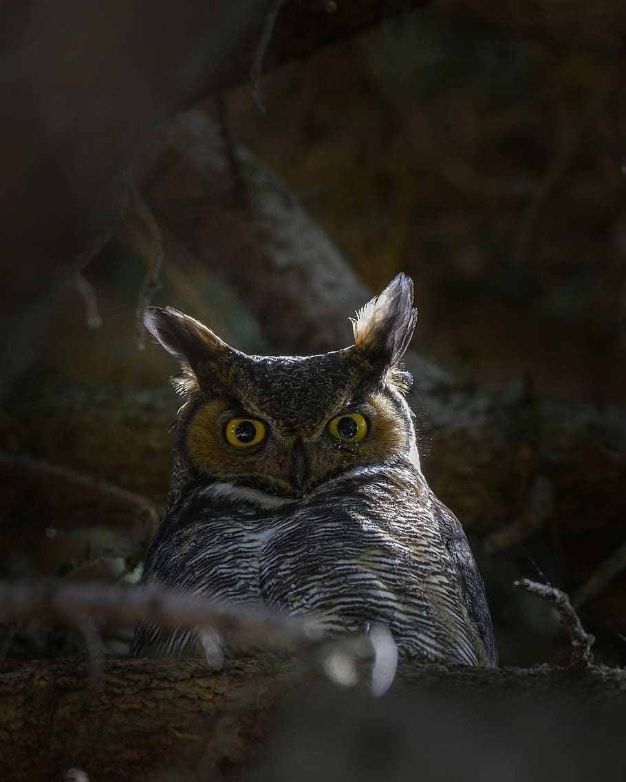 Grey Owl, bird, close-up, eyes, focus, looking, perched, predator HD wallpaper