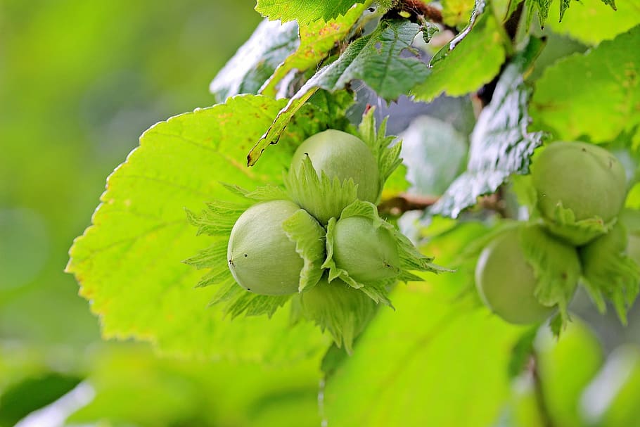 nut, hazel, hazelnut, bunch, fruit, food, nature, healthy eating, HD wallpaper