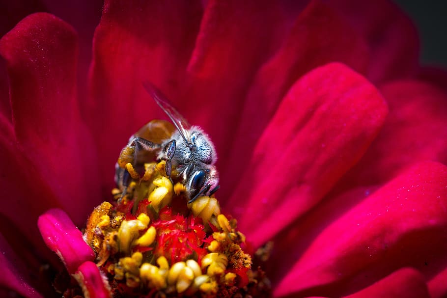 macro, bee, flower, rose, nature, flowering plant, petal, close-up HD wallpaper