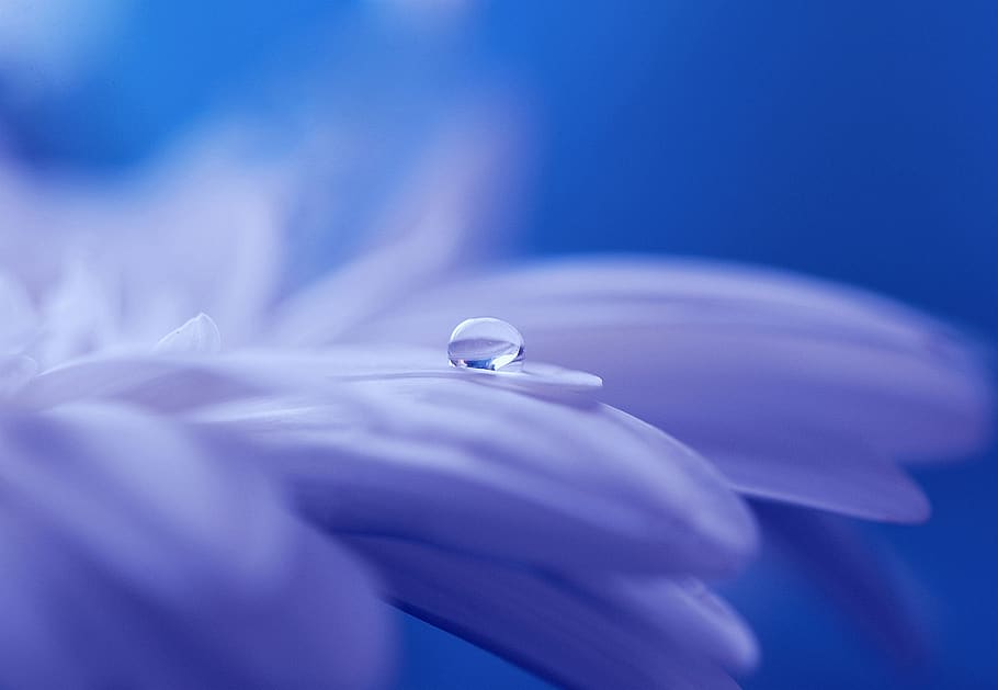 Hd Wallpaper Purple Flower Blue Close Up Drop Of Water Droplet Garden Wallpaper Flare