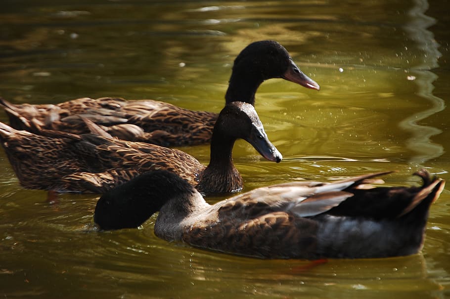 duck, animals, plumage, feather, animal wildlife, animal themes HD wallpaper