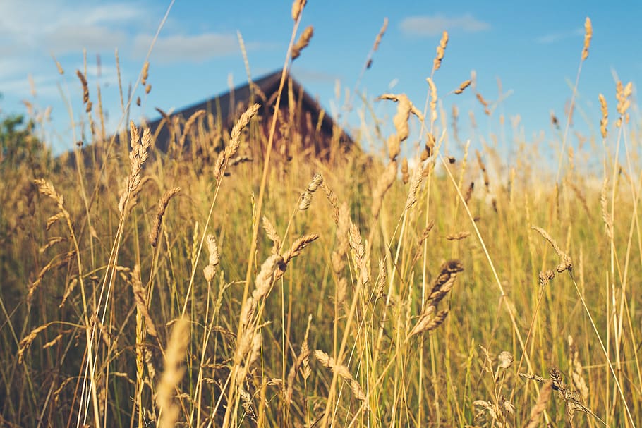field, grass, yellow, summer, plant, growth, land, beauty in nature HD wallpaper