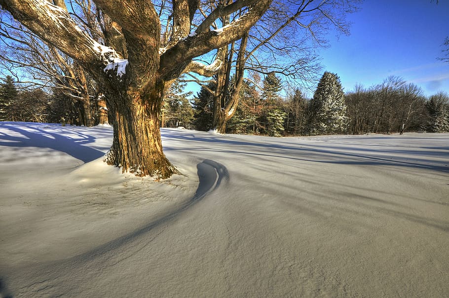 patterns, shadows, trees, winter, snow, texture, light, geometric HD wallpaper