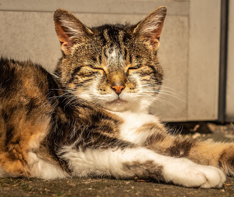 cat, pet, rest, relaxed, portrait, domesticated, cat face, close up, HD wallpaper