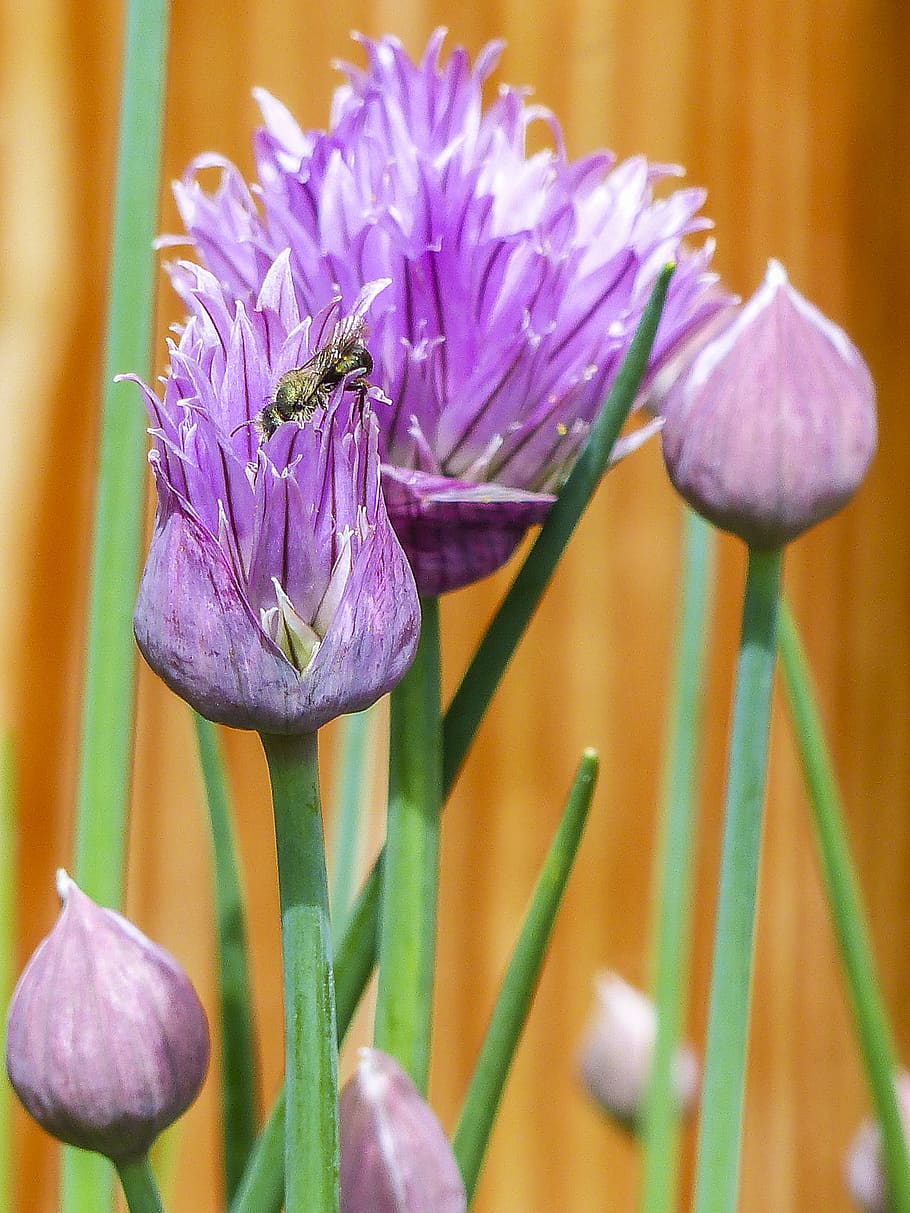 Insect in Purple Petaled Flower, bloom, blooming, blossom, close-up HD wallpaper