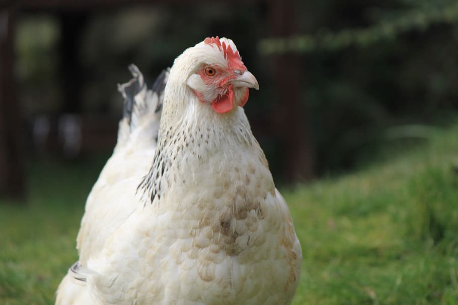 chicken, hen, beak, poultry, pet, animal, bird, livestock, garden HD wallpaper