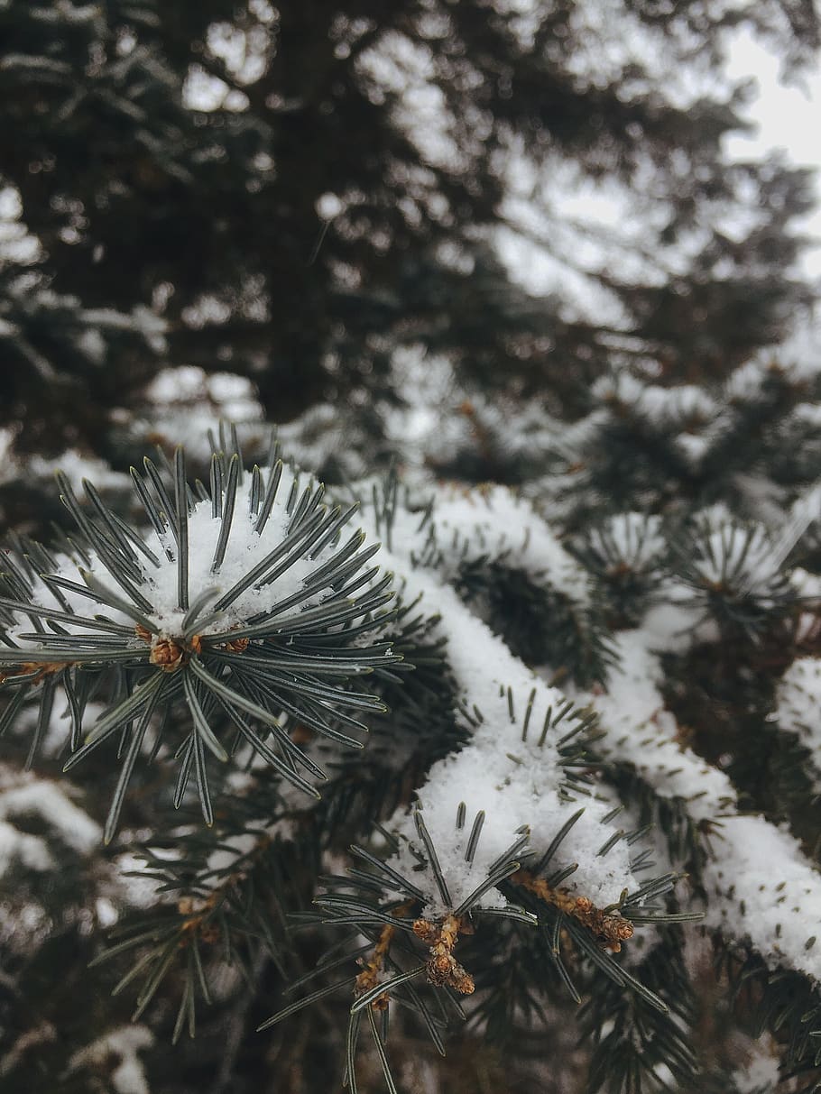 plant, tree, fir, abies, conifer, pine, united states, 15 5th ave s, HD wallpaper