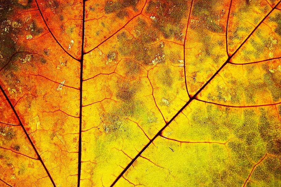 leaf, nature, texture, yellow, orange, surface, vein, stem HD wallpaper