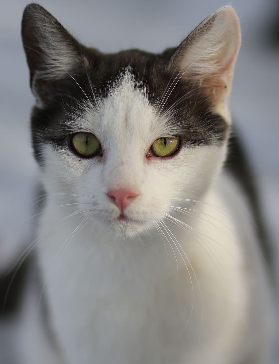 cat, white, black, pet, cute, beauty, about, domestic cat, one animal HD wallpaper