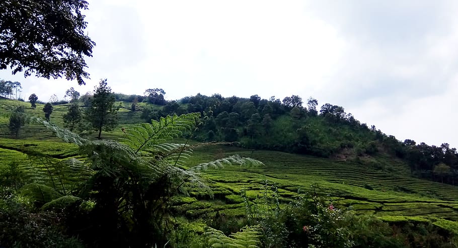 indonesia, puncak, plant, growth, sky, green color, tree, beauty in nature, HD wallpaper