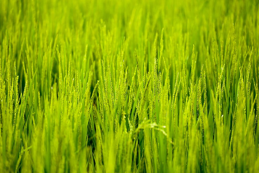 green rice paddy, plant, nature, field, vegetation, outdoors, HD wallpaper