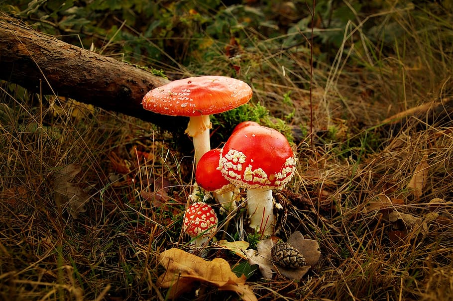matryoshka, forest, nature, toxic, red, mushroom, autumn, fly agaric