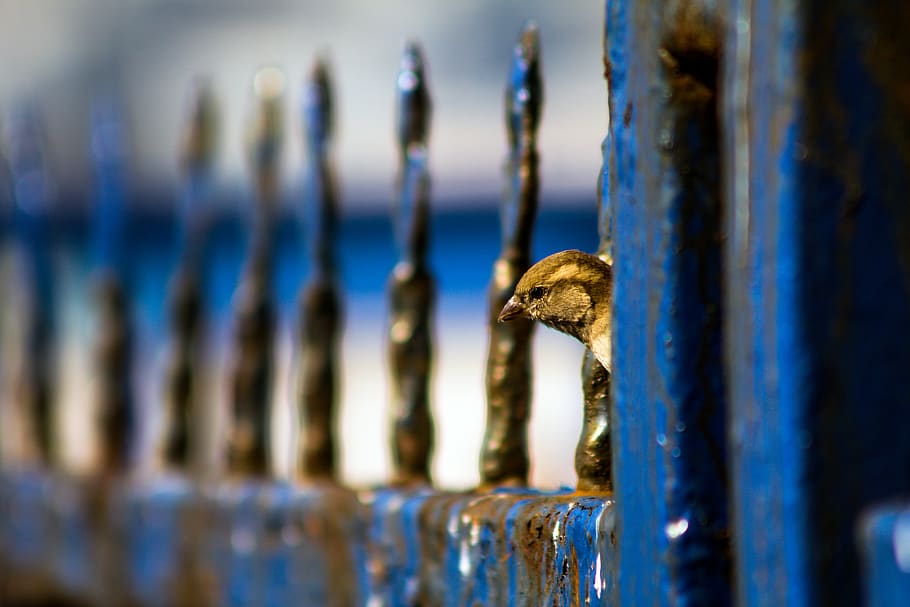 bird, animal, rust, railing, fence, game, chess, handrail, banister, HD wallpaper