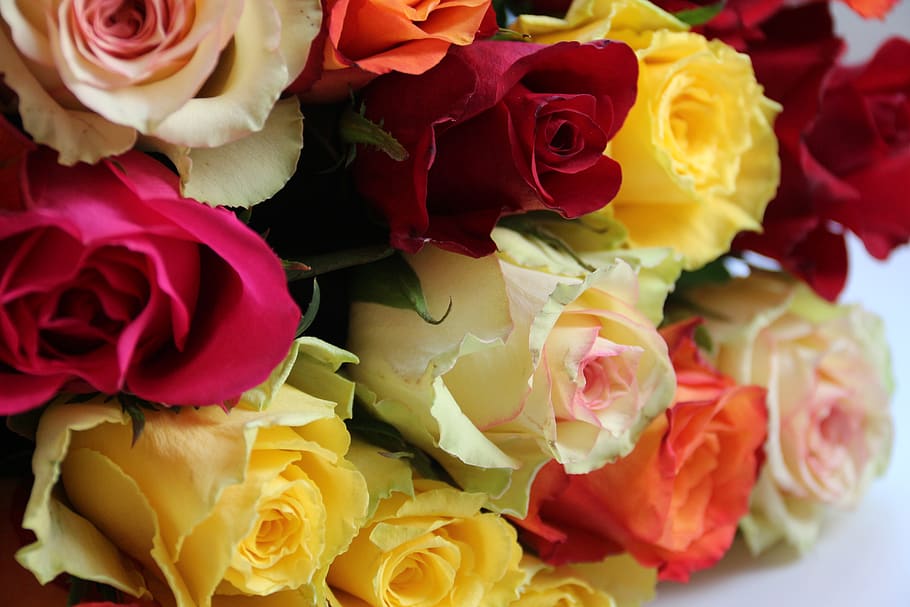 wallpapers, flower, flowering plant, rose - flower, beauty in nature HD wallpaper