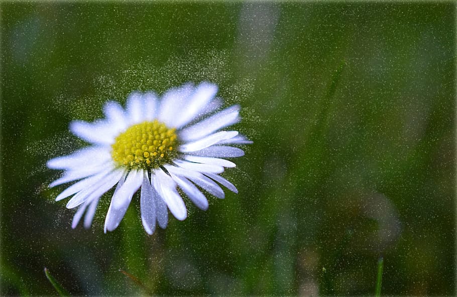 daisy, blossom, bloom, meadow, pointed flower, stamens, pollen HD wallpaper