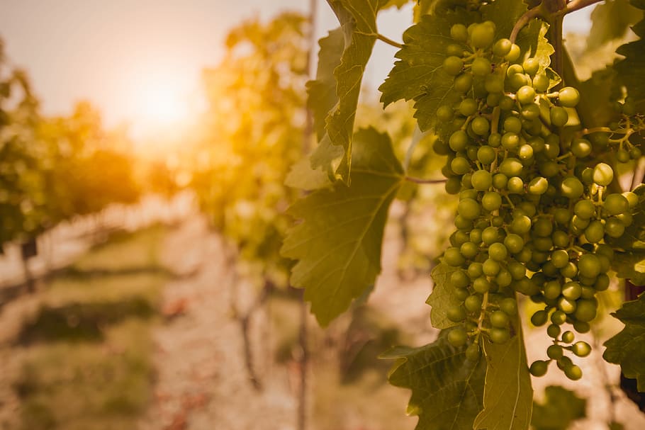 Vineyards at sunset. Unripe grapes in summer., plant, food and drink