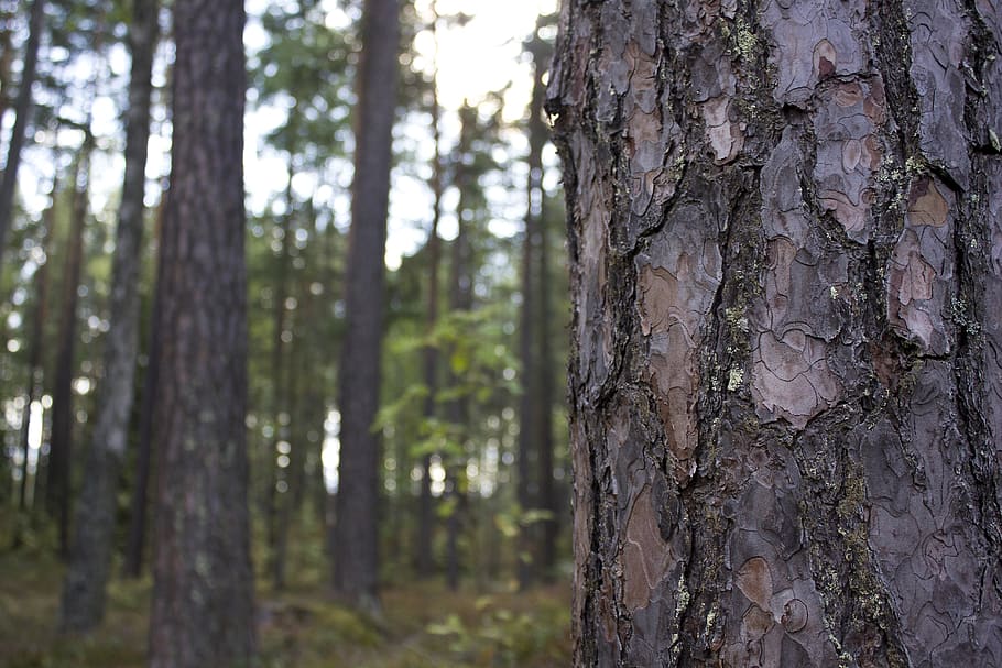 bark, pine, forest, conifers, pines, nature, tree, tree trunk HD wallpaper