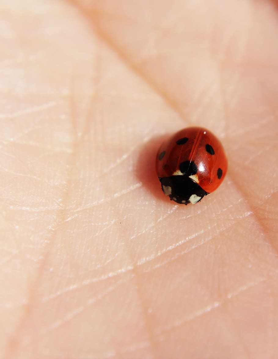 ladybug, hand, skin, red, lucky charm, insect, beetle, points HD wallpaper