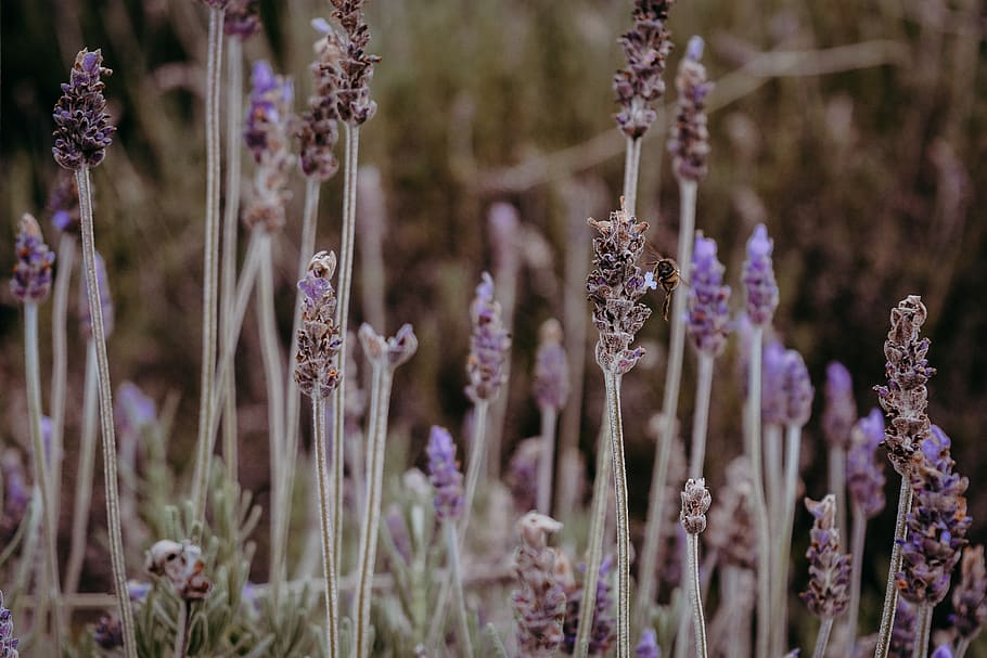 lavender, bee, nature, insect, garden, flower, pollination HD wallpaper