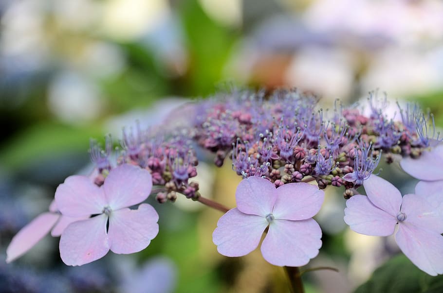flowers, flowering plant, beauty in nature, freshness, fragility HD wallpaper
