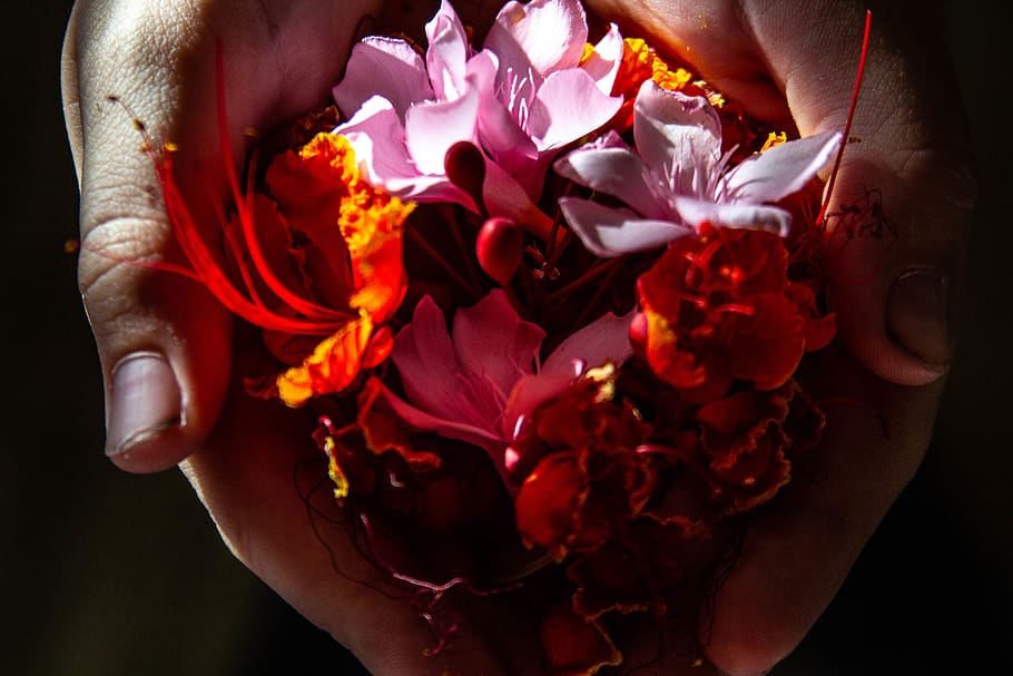 flora, hands, love, nature, flower, flowering plant, beauty in nature HD wallpaper